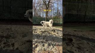 Belle ベル #greatpyrenees #todaysrunrun #グレートピレニーズ #今日のルンルン