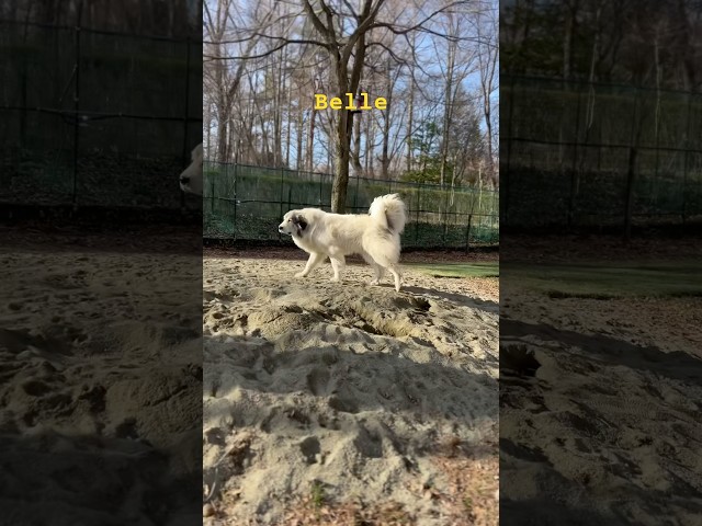 Belle ベル #greatpyrenees #todaysrunrun #グレートピレニーズ #今日のルンルン