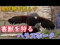 （視聴注意）農作物を荒らす害獣をハリスホークが退治する！鷹狩！ネズミ狩り