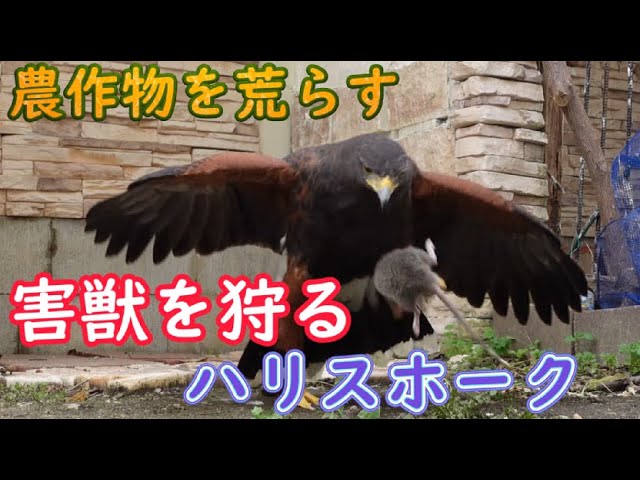 Viewer discretion advised) Harris Hawks exterminate pests that