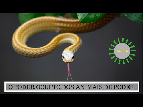 Vídeo: O Que A Cobra Simboliza