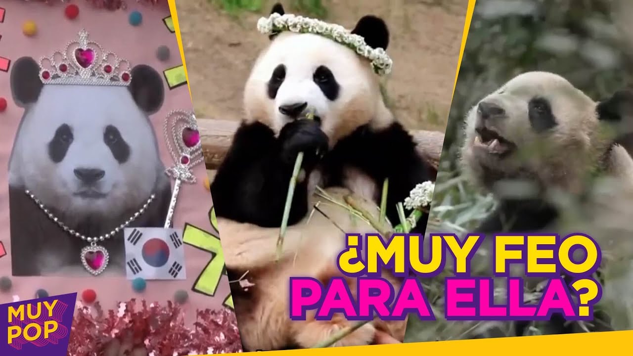 ¿La panda Fu Bao tiene un "novio" feo? El drama que enfureció a Internet
