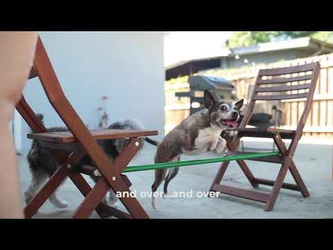 We Taught our Dogs How to Jump over a Broom