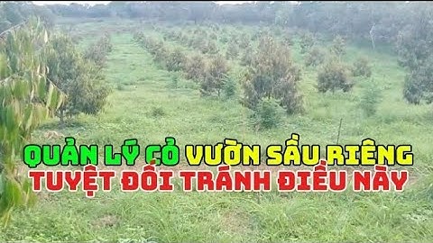 Cách quản lý Cỏ dại vườn Sầu Riêng - Lợi ích lâu dài bạn có biết? 