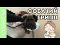 Собачий грипп атакует!