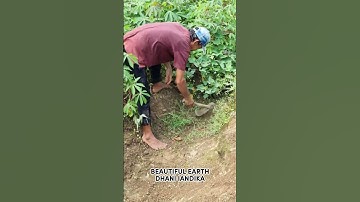 simple smart tool to remove grass on cassava plants #shorts