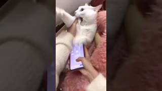 Time to pay for your sins cat. (Not a real taser)