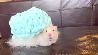 Fluffy Hamster Has A Snail Shell