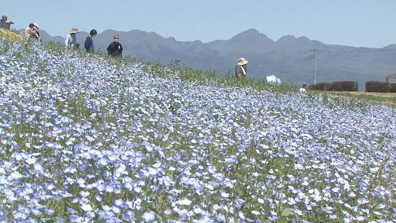 Fields of nemophila flowers are in full bloom in Takasaki City