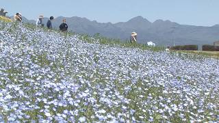 Fields of nemophila flowers are in full bloom in Takasaki City