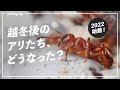 【アリ飼育】2022年新シーズン到来！我が家のアリたちは冬を越してどうなった？【12種類を一挙観察！】