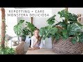 Monstera Deliciosa | Repotting + Care | Plant Therapy Thursday Vlog