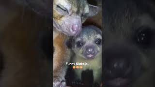 Funny Kinkajou 😜😜😜 #kinkajou #zoo #fan #relax #nature