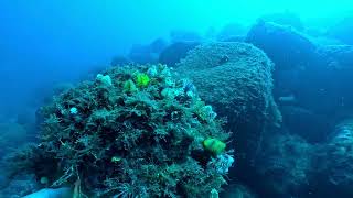 大瀬崎1本松の水中 - YouTube