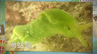 1070721-21潛水0011（美葉海蛞蝓-綿羊）