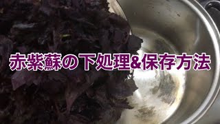 【梅仕事】赤紫蘇の下処理＆保存方法