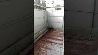видео Голуби свили гнездо на балконе