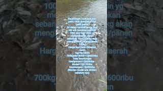 Download Lagu Keuntungan budidaya ikan patin 1000 ekor pakan full pelet pabrik#fishing #mancing #ikanpatin #usaha MP3