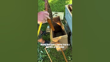 Moving Bees from Swarm Trap to Hive #davecanterbury #bees #apiary #alwaysastudent #keepitreal