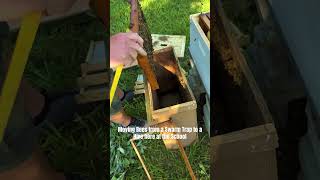 Moving Bees from Swarm Trap to Hive #davecanterbury #bees #apiary #alwaysastudent #keepitreal