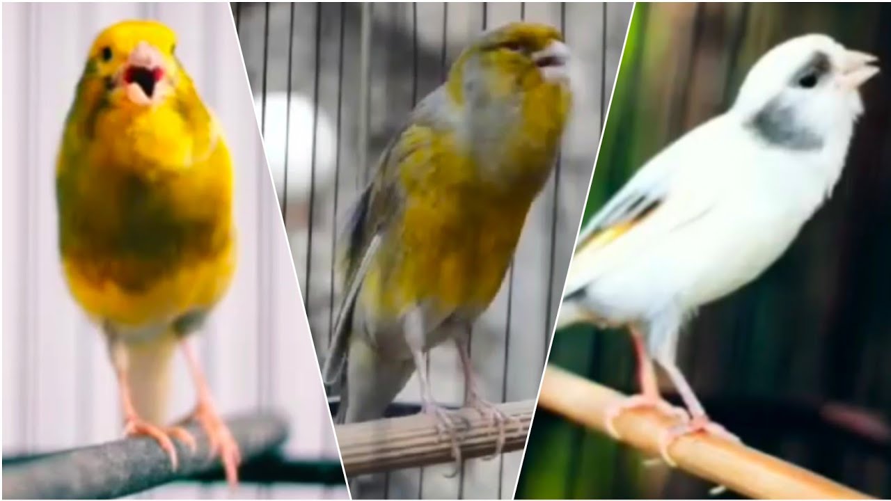 KENARI NGEROLL Merangsang KENARI Paud Agar CEPAT ngeriwik BEST CANARY Singging For Training