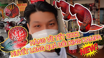 Đón Tết 2022: Đầy Đủ Các Loại Cá Cảnh Cao Cấp - Cá Rồng Huyết Long, Qúa Bối, La Hán King Kamfa