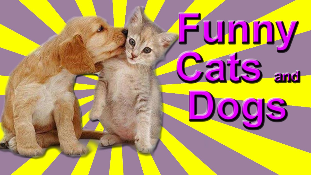 Funny Cat and Dog Videos - Kittens Annoying Dogs, Dogs ...