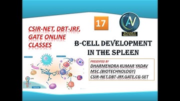 B-Cell Development in the spleen Csir-net, dbt-jrf, gate online classes