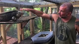 Cayman Brac Rock Iguana Eggs