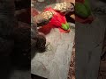 Love my tortoise 🐢 #youtube #music #animals #shorts #video #foryou #reptiles #fyp #tortoise