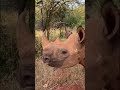 We are at crisis point #animals #Orangutang #chimpanzee #rhino #cheetahs