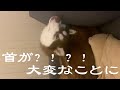 【シベリアンハスキー】うちの愛犬の首が折れました！？！？