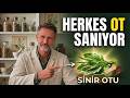 Eskiden Yaralara Bu Bitkiyi Koyuyorlardı! Şimdi Kimse Bilmiyor