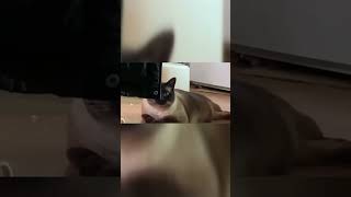 Meowinator: Cat with Robotic Eyes Takes Over the Internet! #shorts