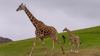 Giraffe Calf Keeping Up with Mom