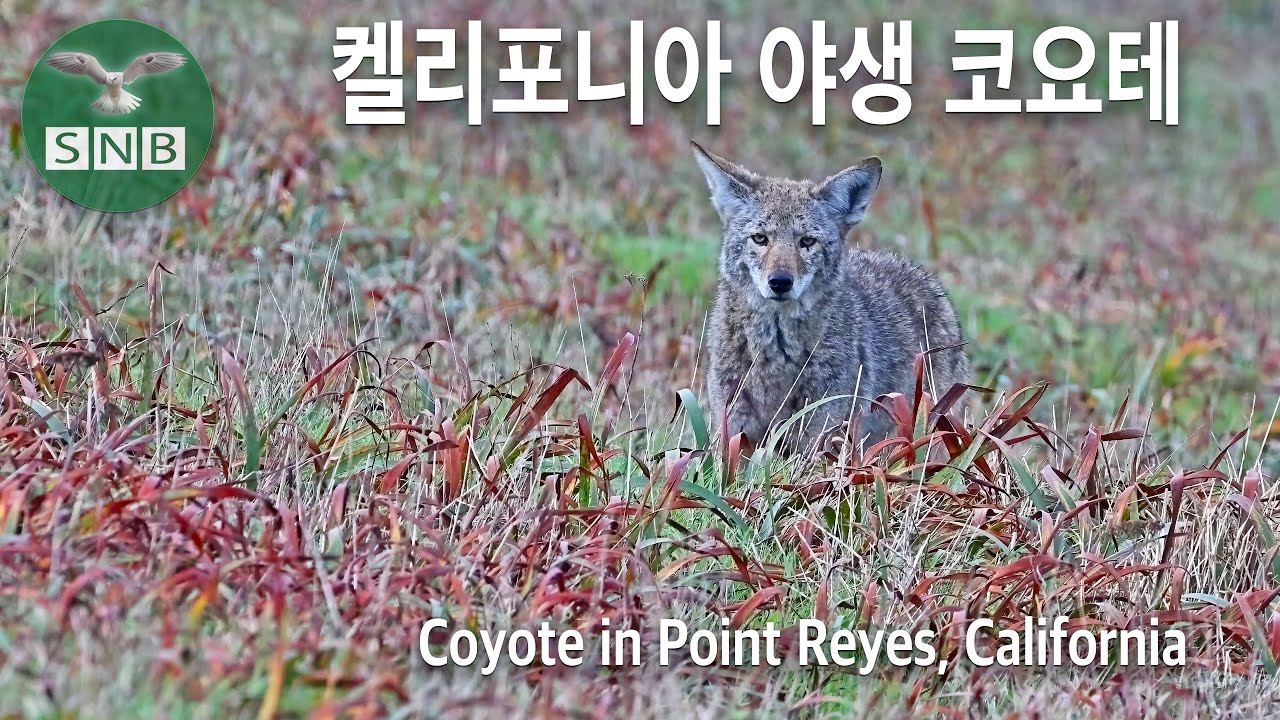 야생 코요테 : Coyote in Point Reyes California @SNB - YouTube