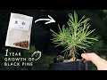 種まき黒松の発芽後1年成長期【Bonsai diary 盆栽日記 8/20】初心者の簡単園芸、盆栽の作り方 黒松 ガーデニング Black Pine Sowing seeds EOS R5