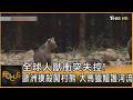 全球人獸衝突失控! 歐洲撲殺闖村熊 大馬獵鱷護河流｜方念華｜FOCUS全球新聞20260804 @TVBSNEWS01