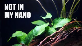 5 Things I Will Never Put In A Nano Aquarium Again