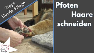 pfoten haare schneiden kurzen eine nahe zeit zwischen hund und mensch hunde pflege tipps