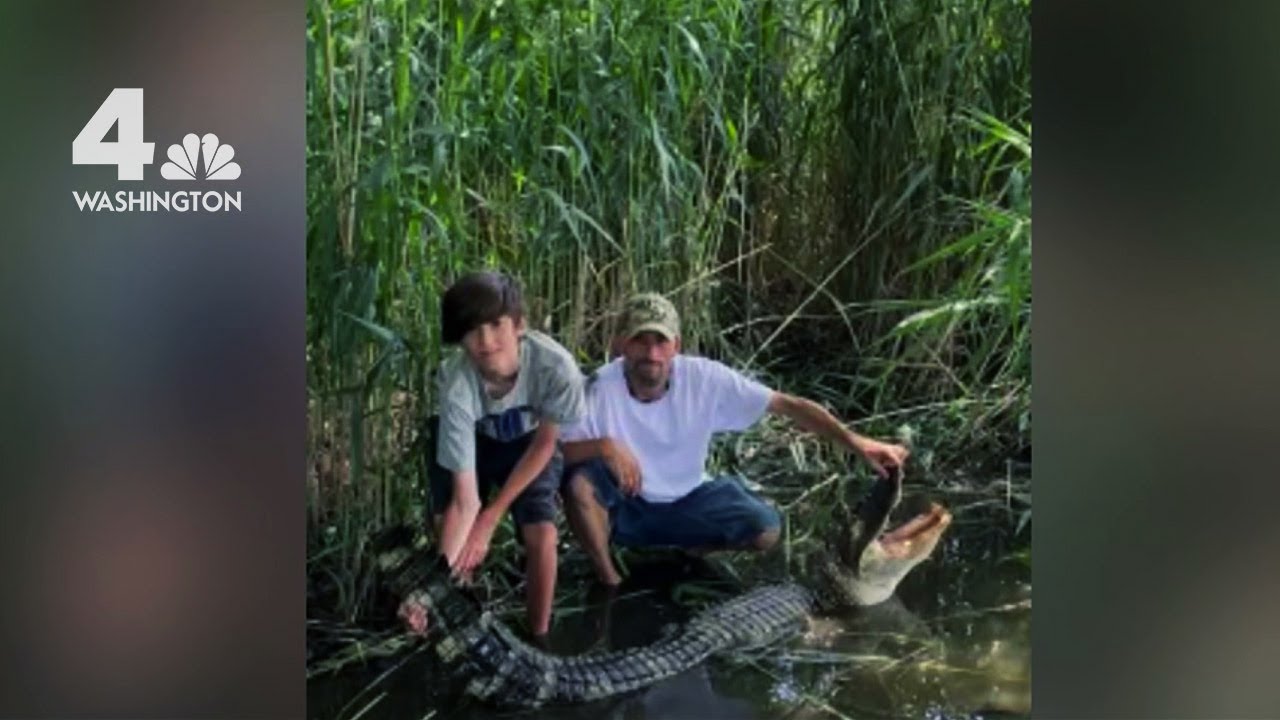 Maryland Man Catches 7.5 Foot Alligator Near Chesapeake Bay