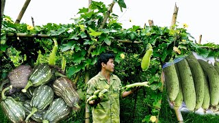 Harvest melon and squash to sell at the market ly tieu Bac