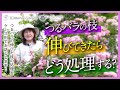 【つるバラ・誘引】つるバラの枝が伸びてきたらどうするか？