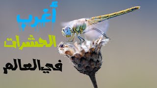 اغرب انواع  الحشرات في العالم 