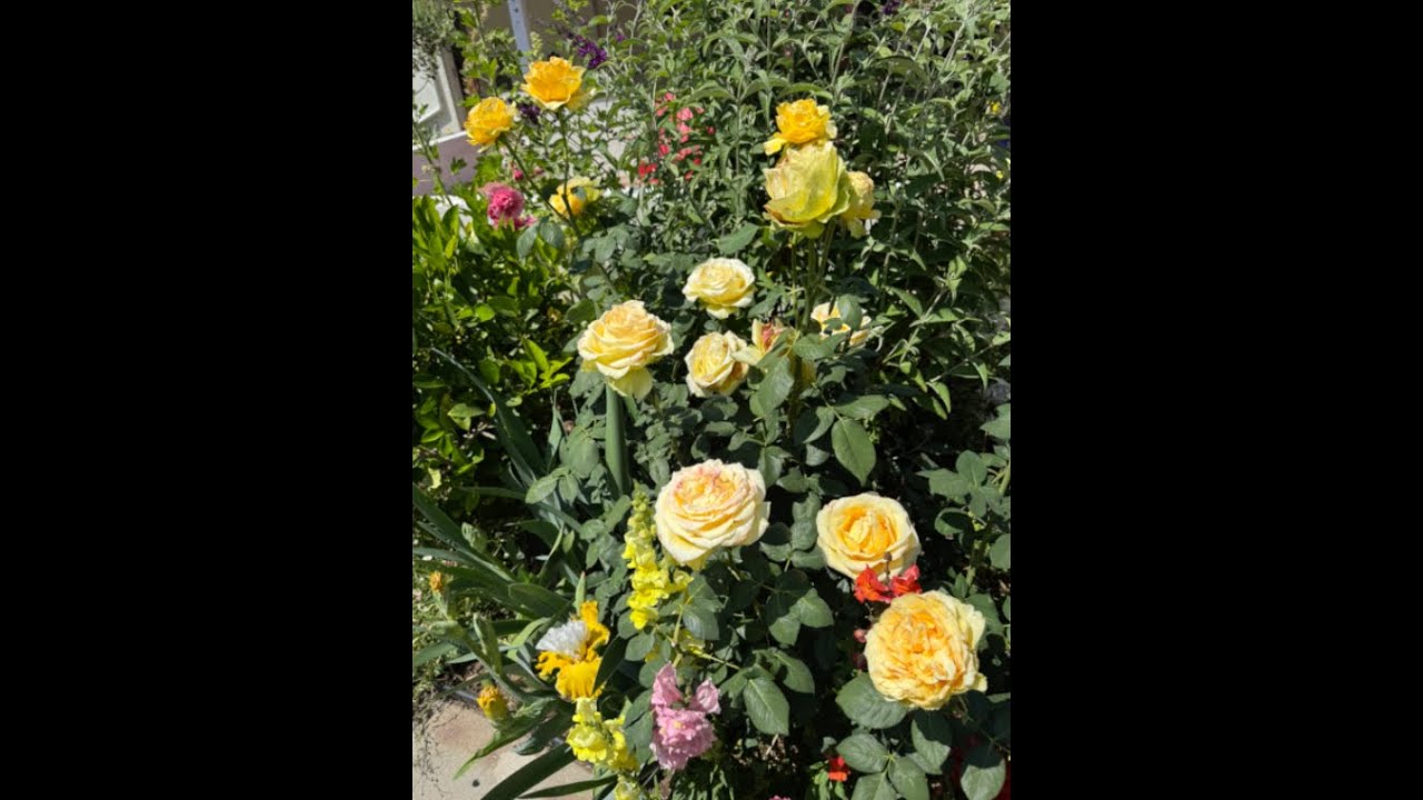 Barbra's Baby and Other Celebrity Roses!