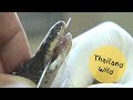 Malayan Krait venom extraction at Bangkok Snake Farm, Thailand