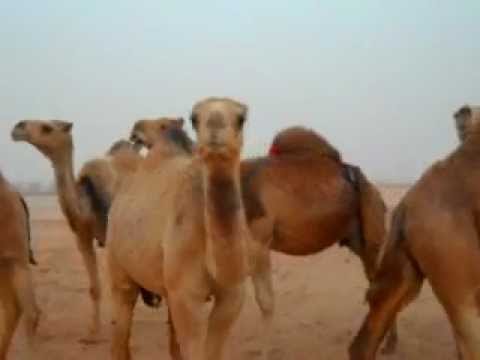 ابل سلطان الحمر Avi Youtube