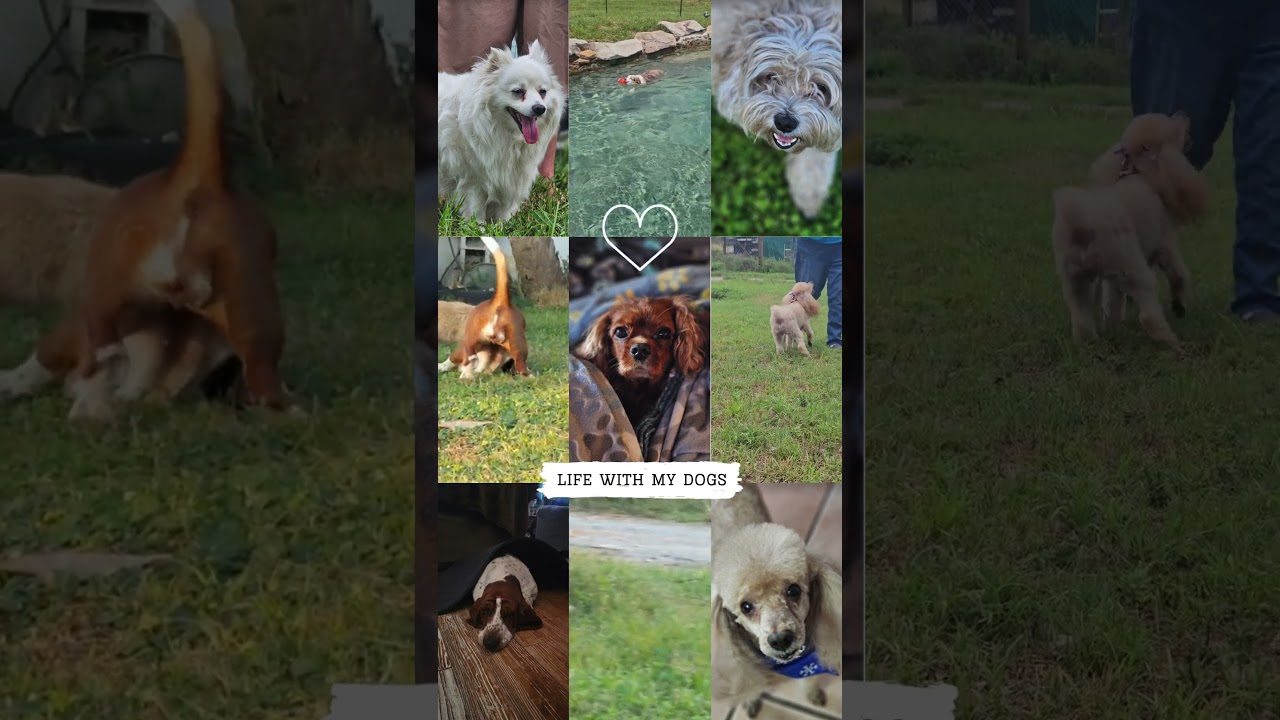 Tail-Wagging Adventures of my dogs