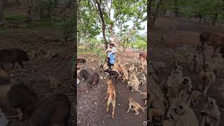🐒 भोजन मिलते ही दौड़ पड़े कपिराज! 😍 | हनुमान जी का आशीर्वाद 🙏#yutubeshorts #ramjiodedra#wildlife