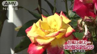500株が咲き誇り・・・秋のバラが見ごろ　山梨・甲州市(17/09/24)